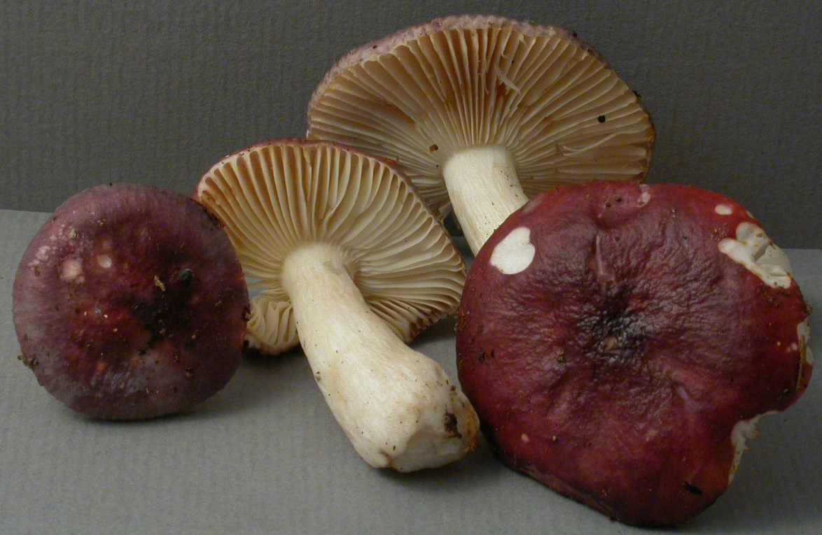 Récolte Col de Porte 1731