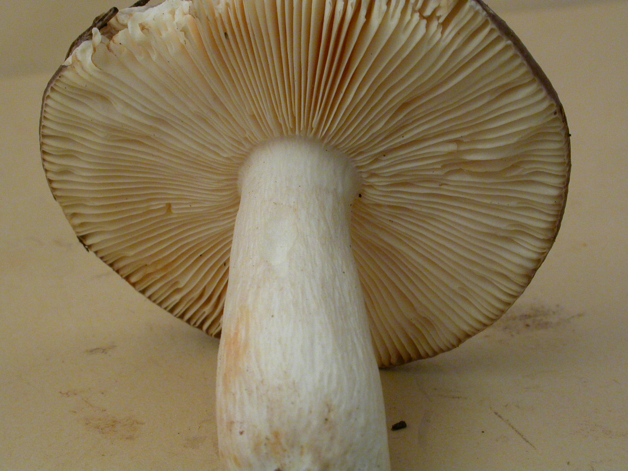 R.firmula-Givrine-17/8/14-micro 1550