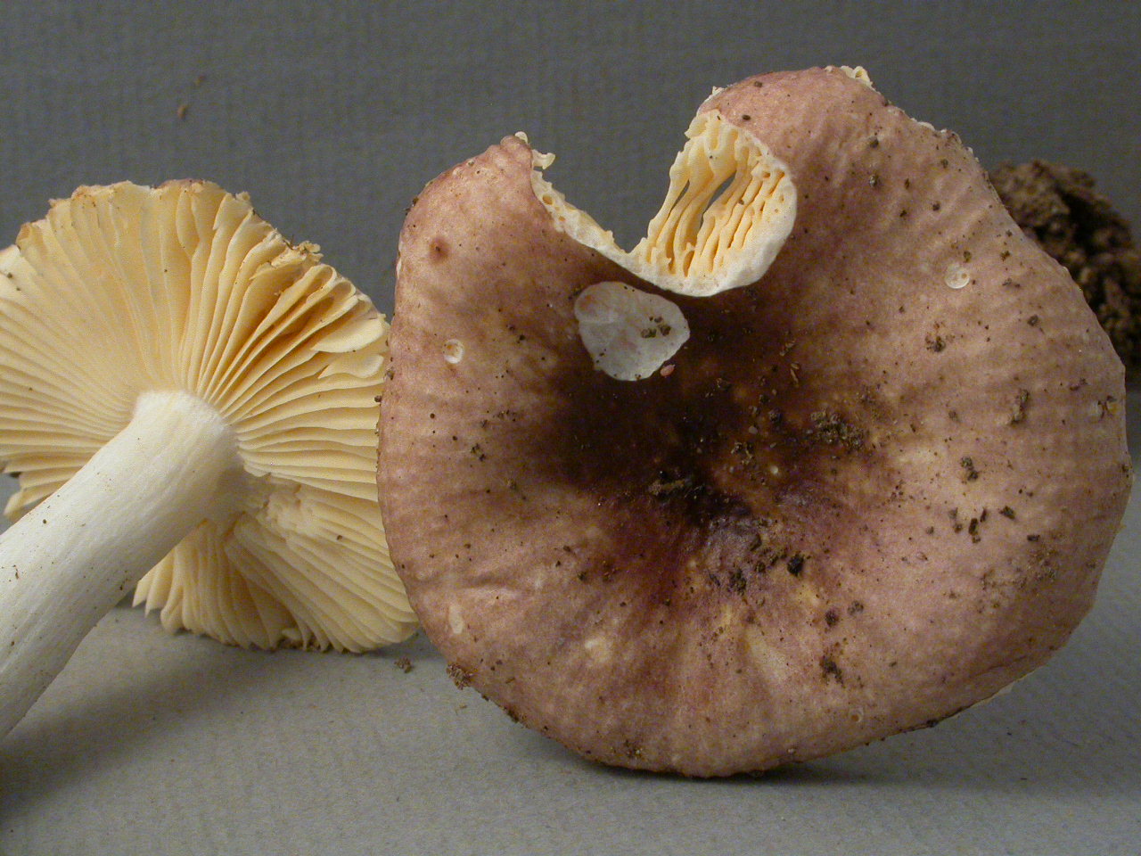 Récolte Serves-sud micro 1786