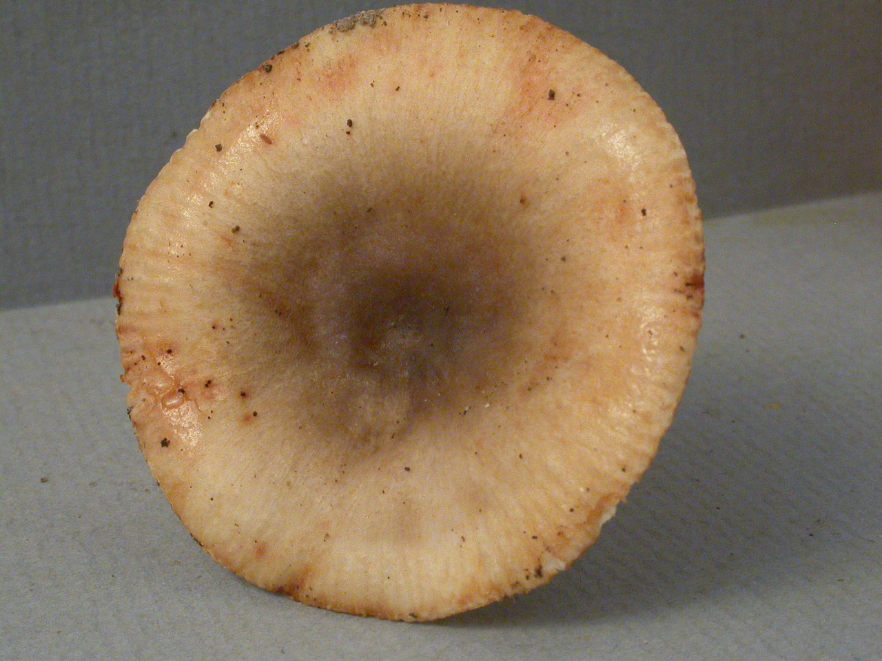 Récolte Serves-ouest 2/9/15