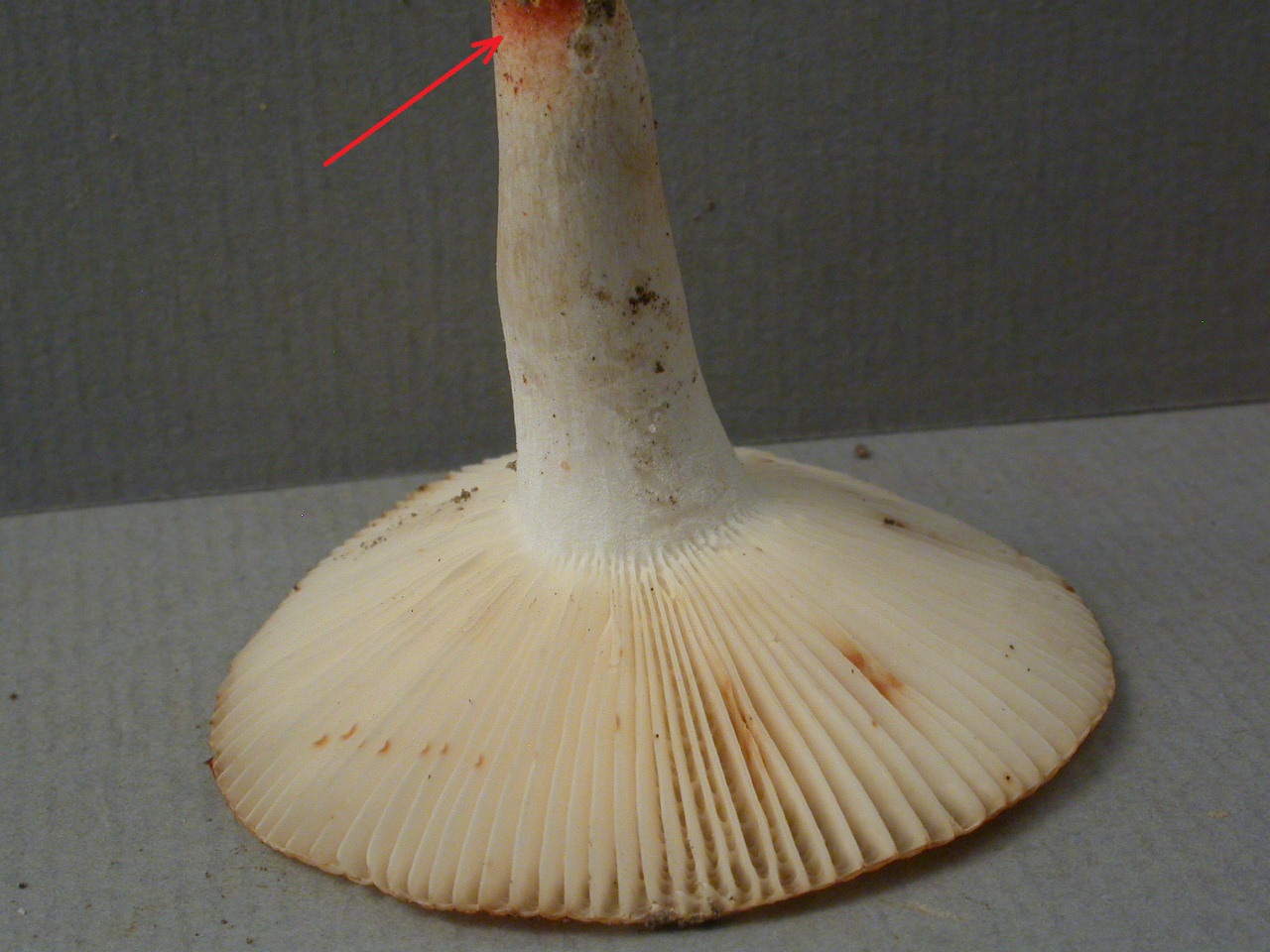 Récolte Serves-ouest 2/9/15