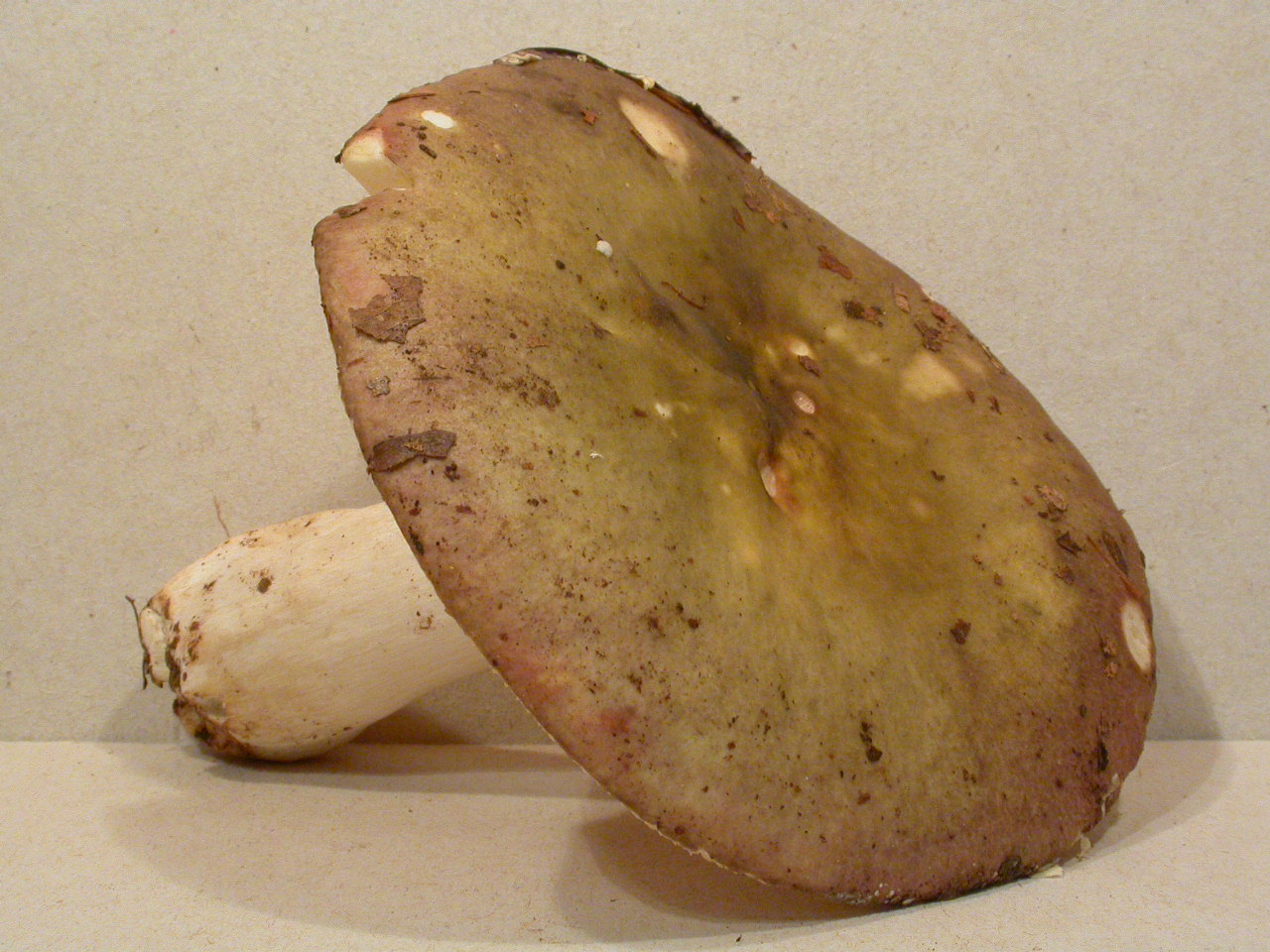 R�colte Mt Mussy 2008 