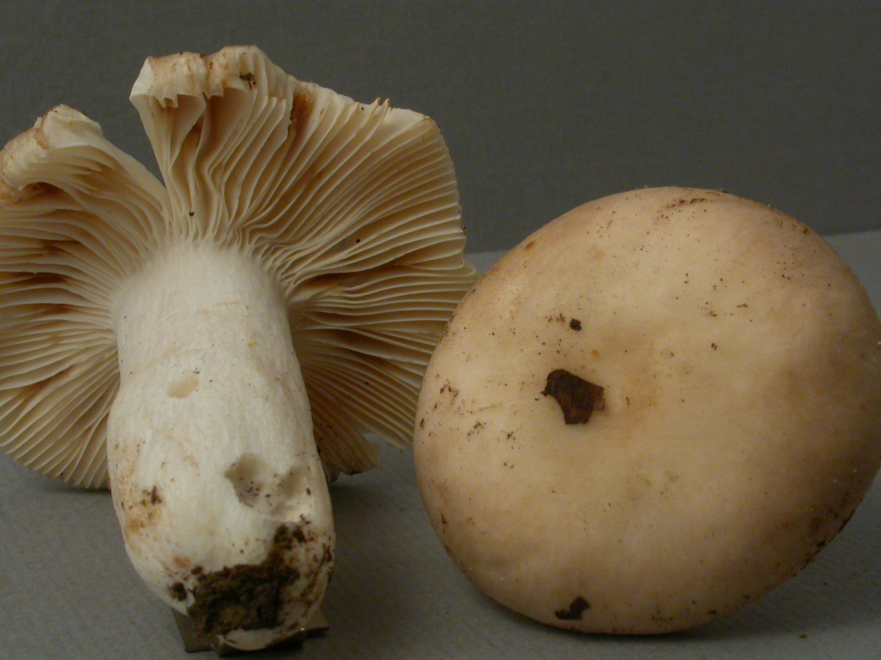 Récolte 2015 Creux-de-l'Envers