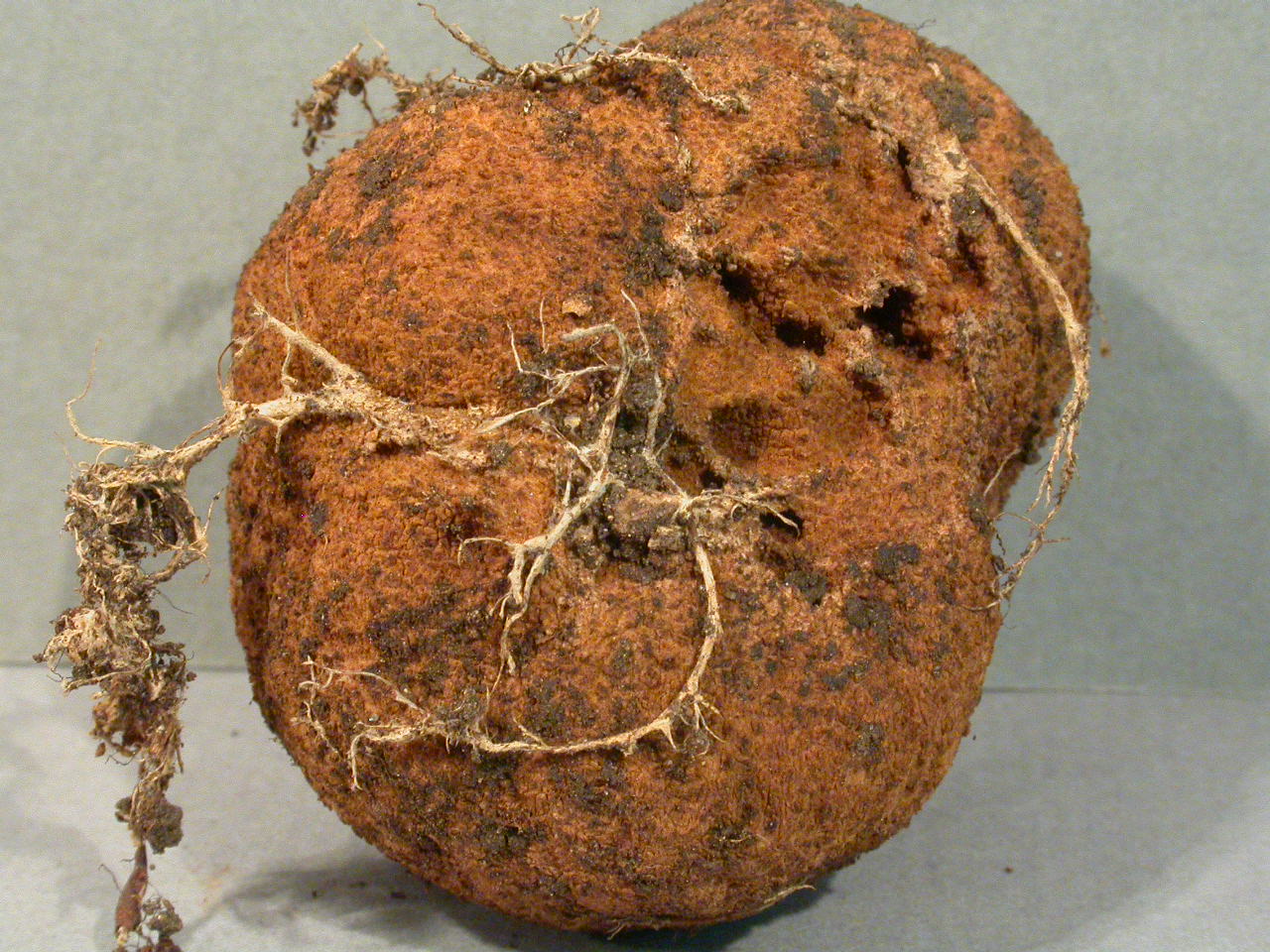 Récolte 2012 Disse Rhizomorphes