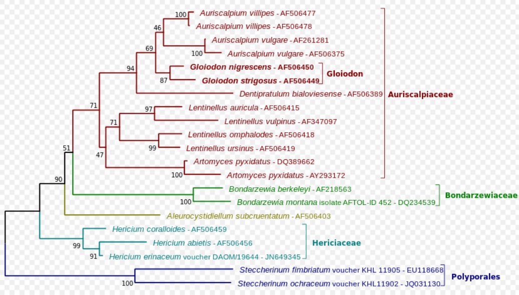 phylogeny