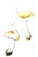 Planche I. Russula pseudoraoultii