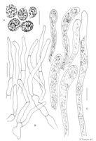 Fig. 1. Russula pseudoraoultii , éléments microscopiques. A) spores. B) poils du revêtement piléique. C) dermatocystides. Barres d'échelle = 10 µm