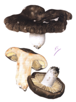 Planche II. Russula ayelii ad int