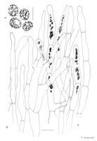 Fig. 2. Russula ayelii ad int., éléments microscopiques. A) spores. B) poils du revêtement piléique. C) dermatocystides. Barre d'échelle = 10 µm