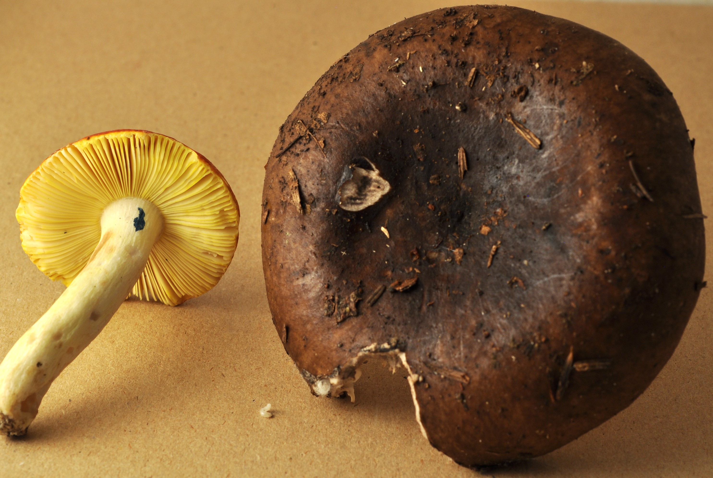 St-Julien 15/7/24 2841