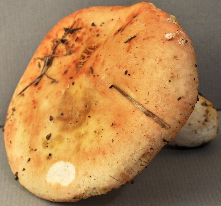 Récolte 19/10/24 Valence