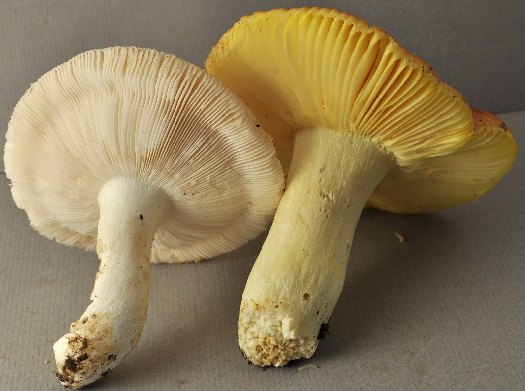 St Julien 25/6/24 micro 2167