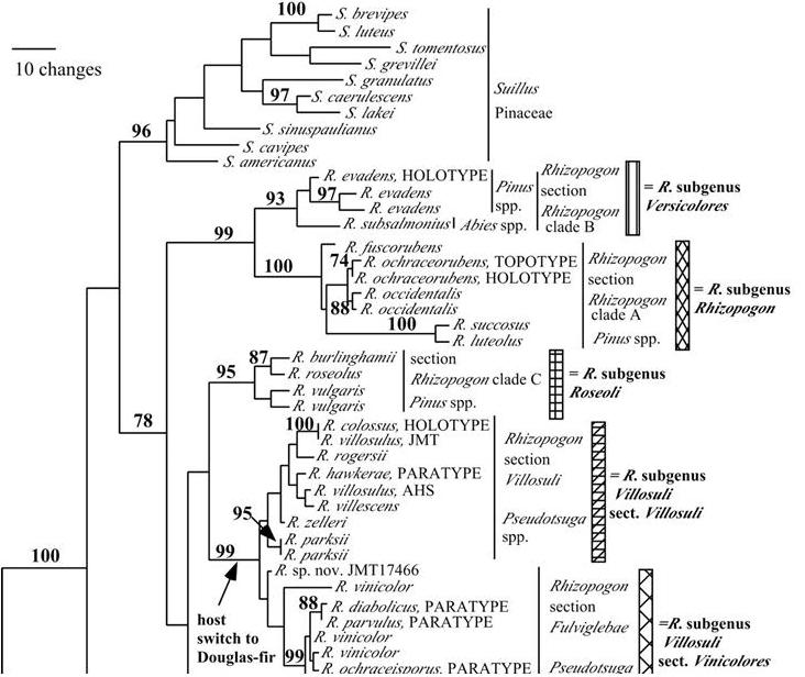 Tableau phylogeny Rhizopogon